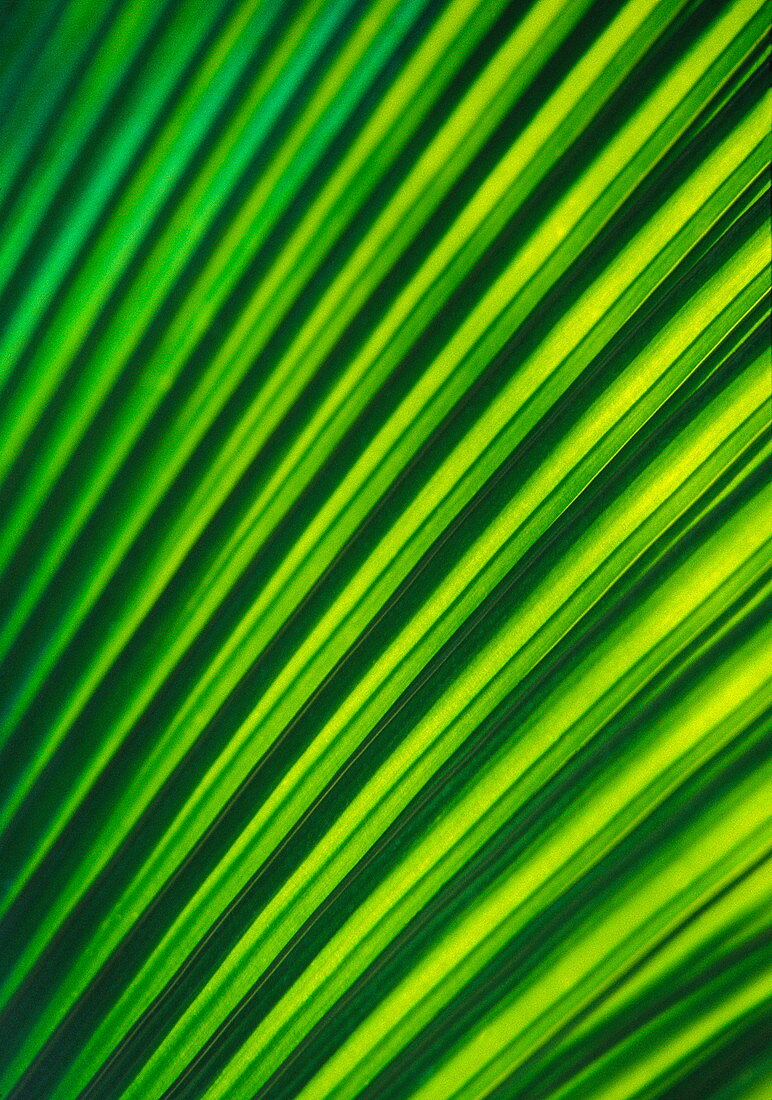 Yarey palm leaf (Copernicia sp.)