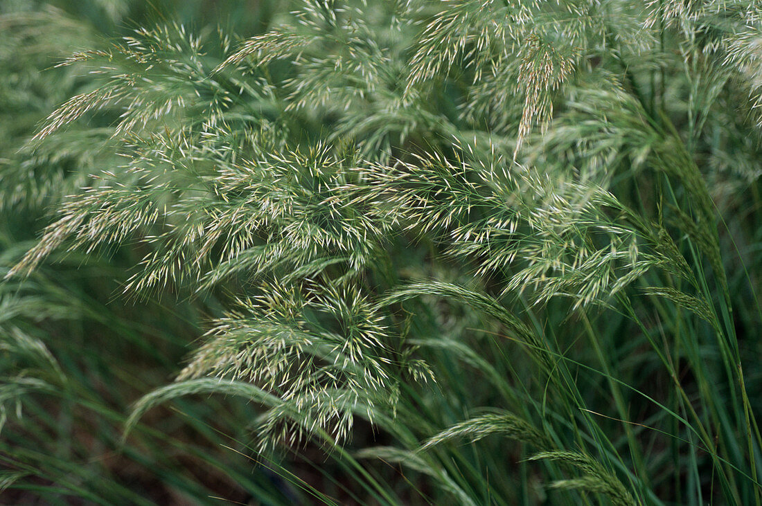 Spear grass (Achnatherum calamagrostis)