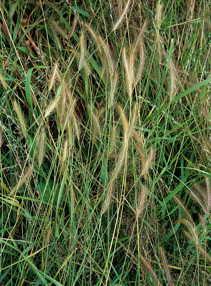 Meadow barley (Hordeum secalinum)