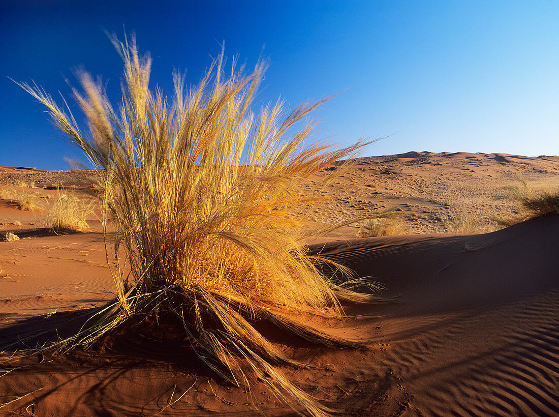 Dune grass (Stipagrostis sabulicola)