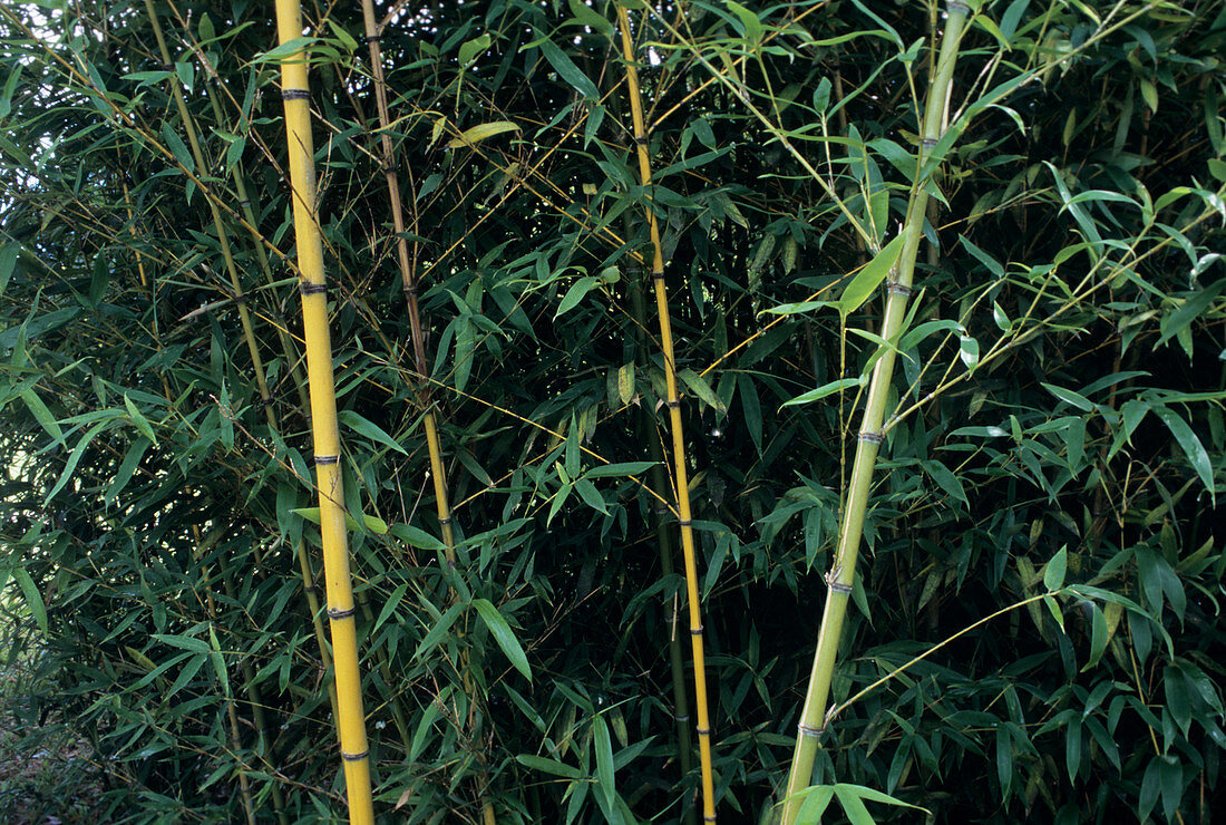 Golden bamboo (Phllostachys aurea)