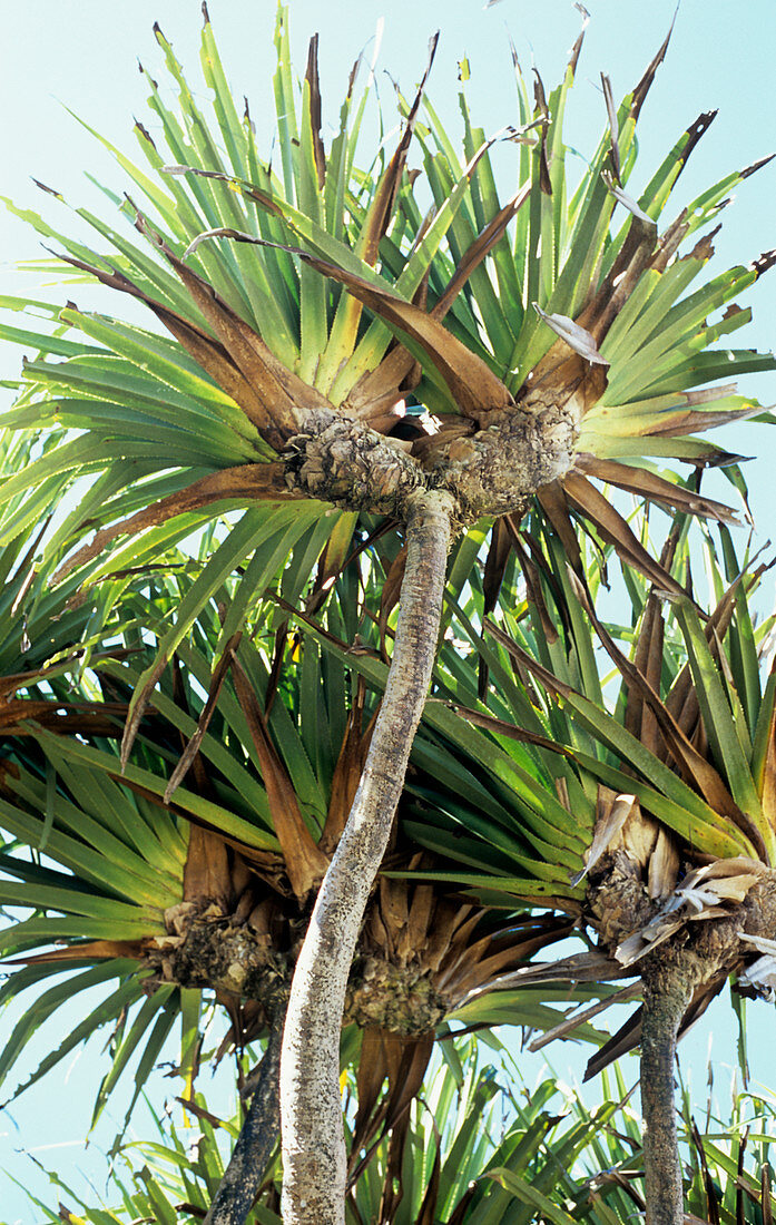 Pandanus palm