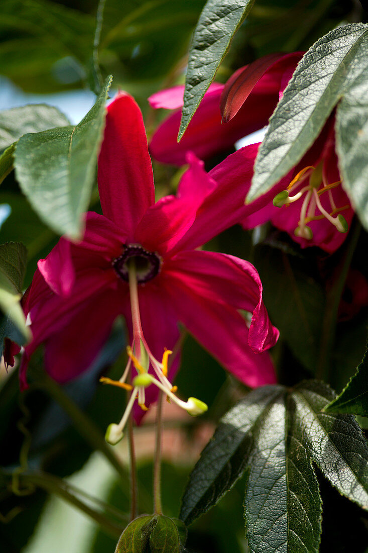 Passion flower (Passiflora antioquiensis)
