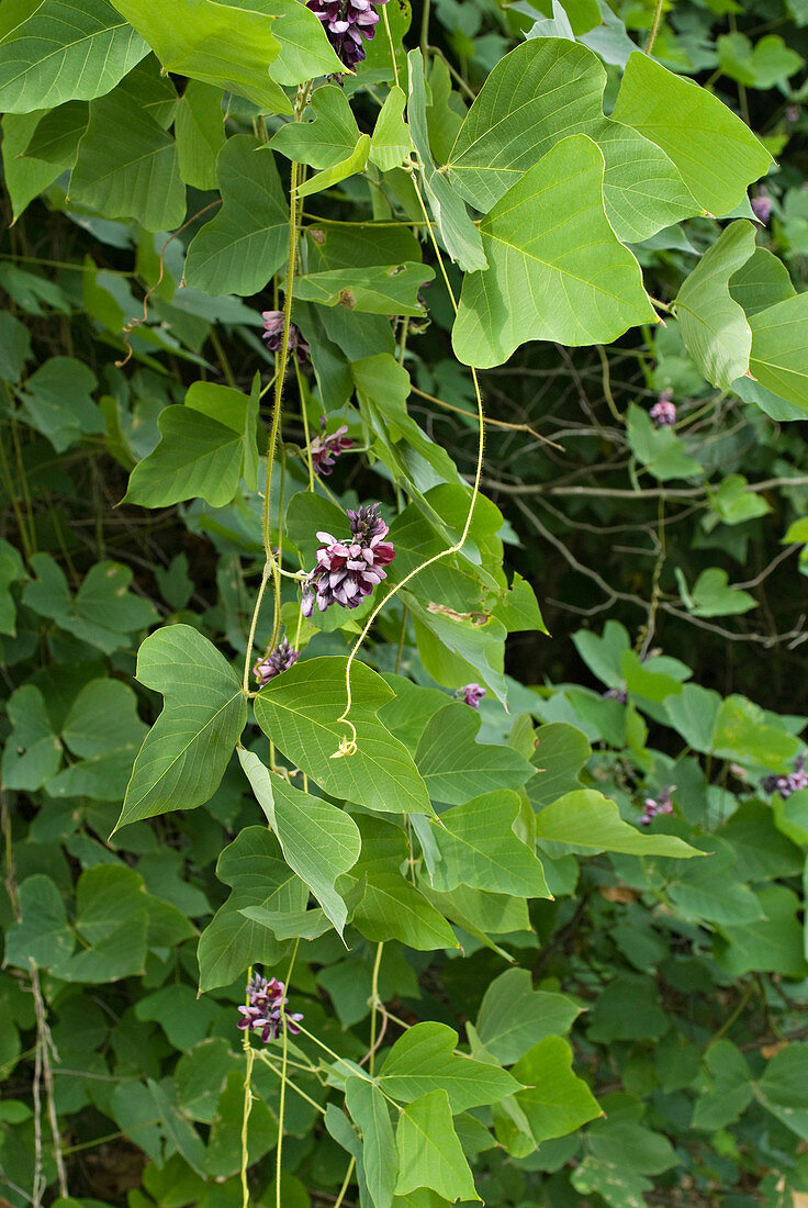 Kudzu (Pueraria montana var. lobata)