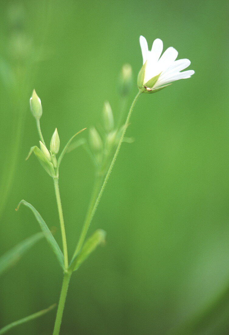 Stitchwort flower