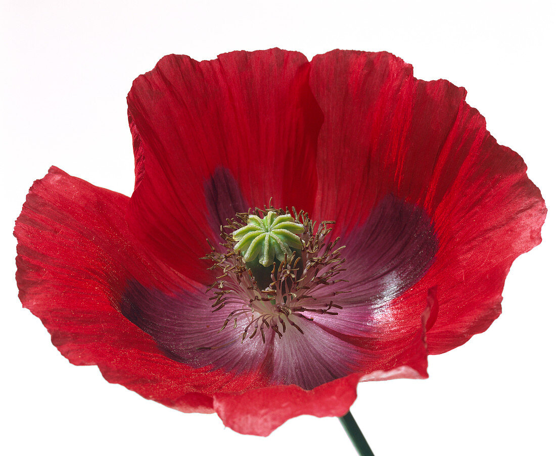 Poppy flower