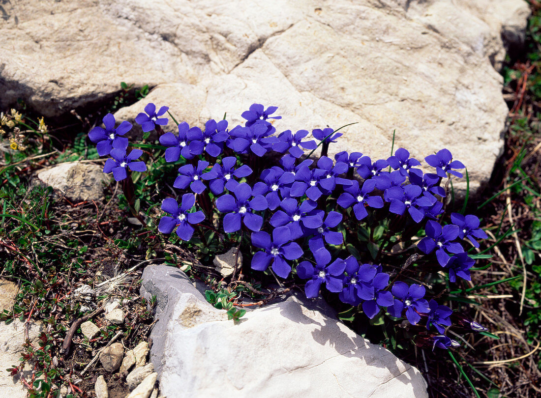 Spring gentians