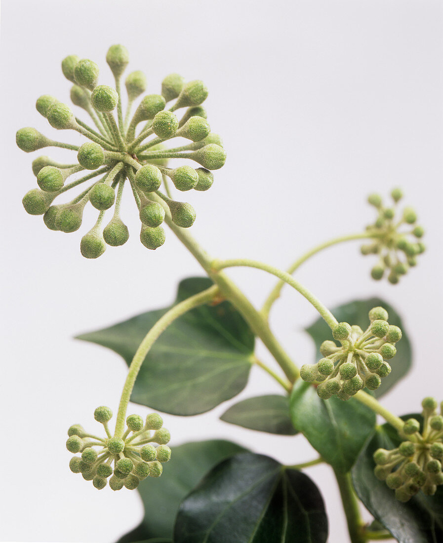 Common ivy (Hedera helix) flower buds
