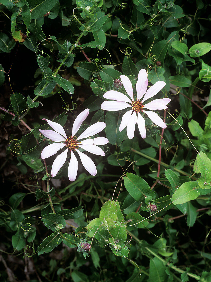 Mutisia flowers (Mutisia ilicifolia)