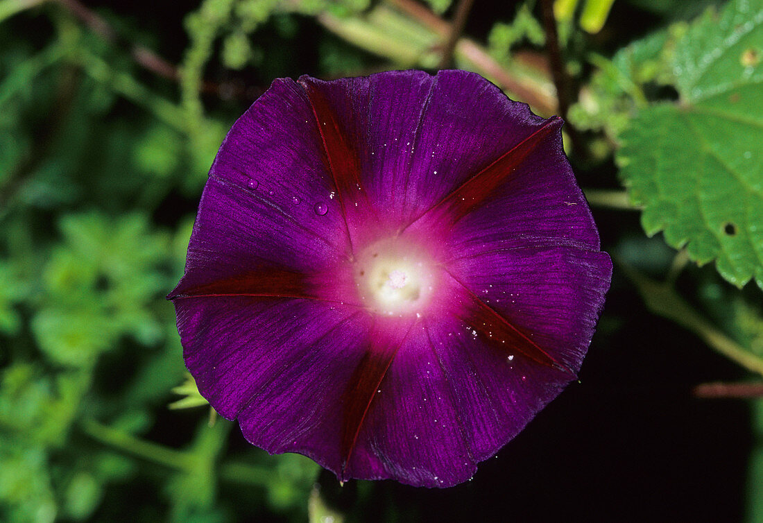 Purple morning glory (Ipomoea purpurea)