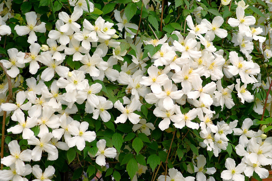 Clematis flowers (Clematis montana)