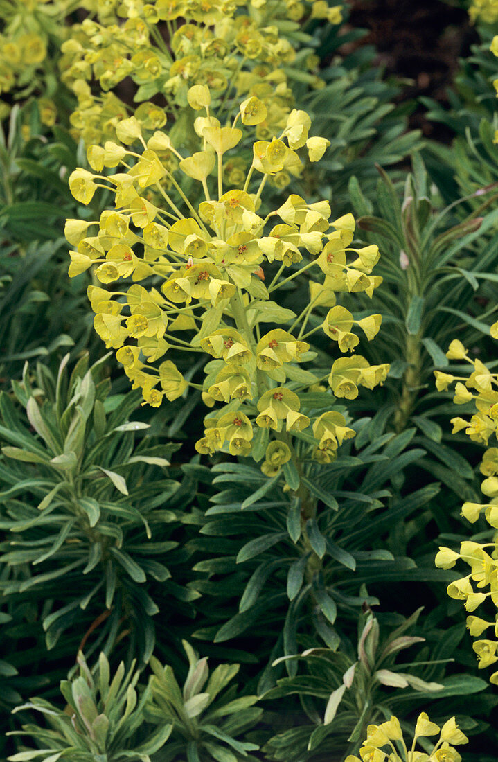 Euphorbia 'Lambrook Gold' flowers