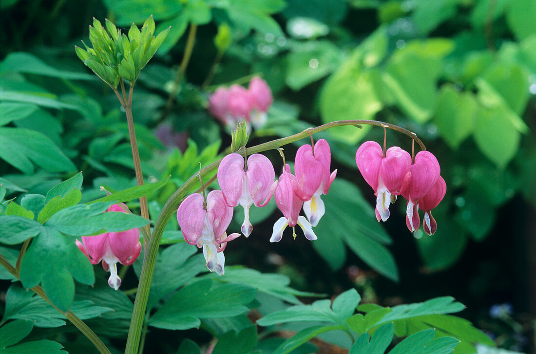 Bleeding heart flowers