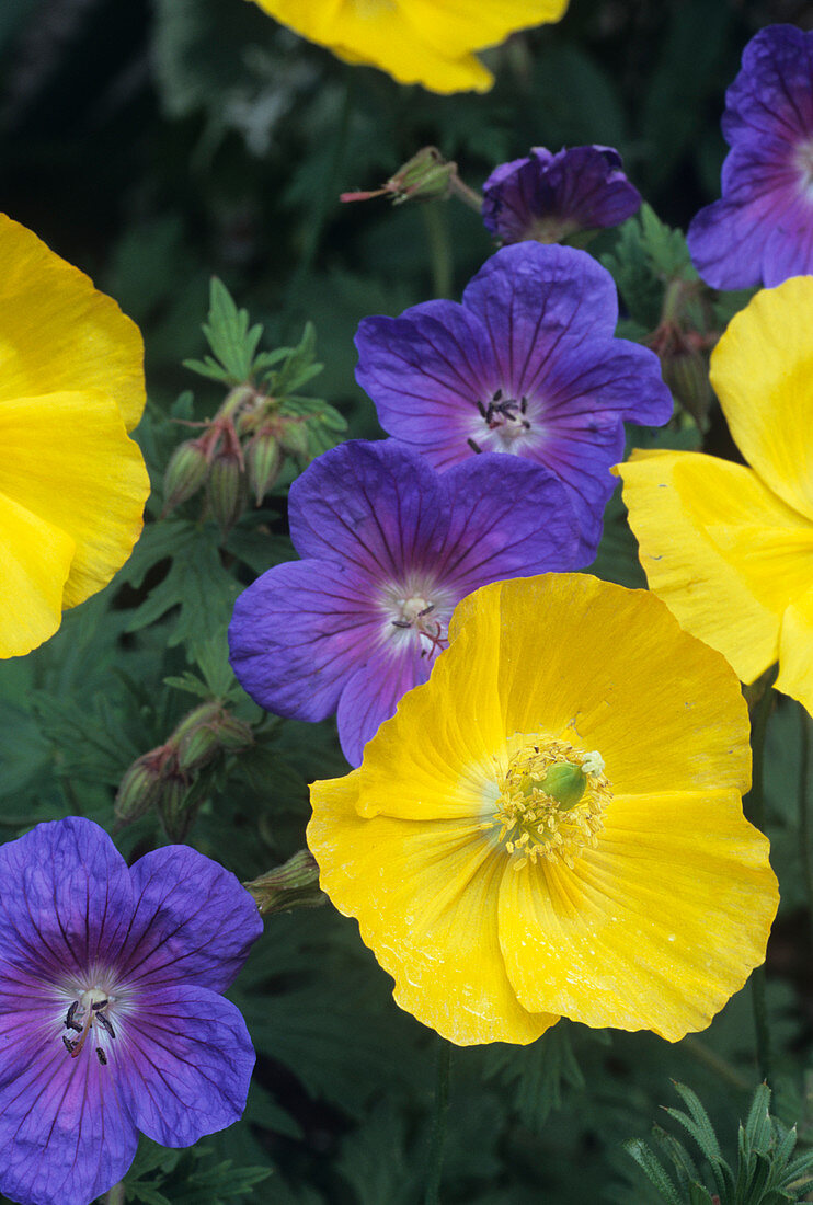 Cranesbill and Iceland poppy flowers