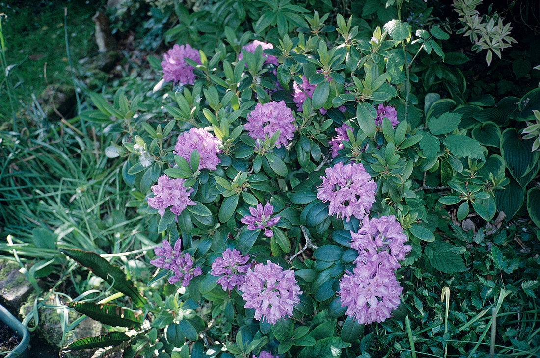 Rhododendron russatum flowers