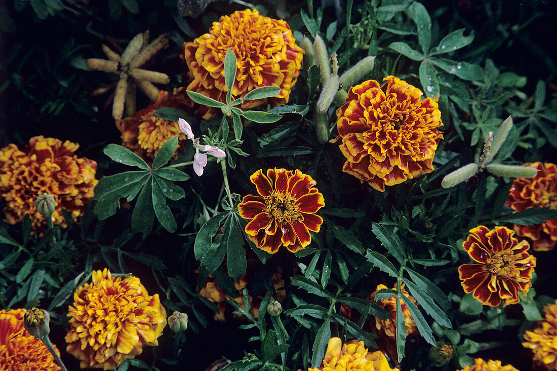 Marigold 'Colossus' flowers