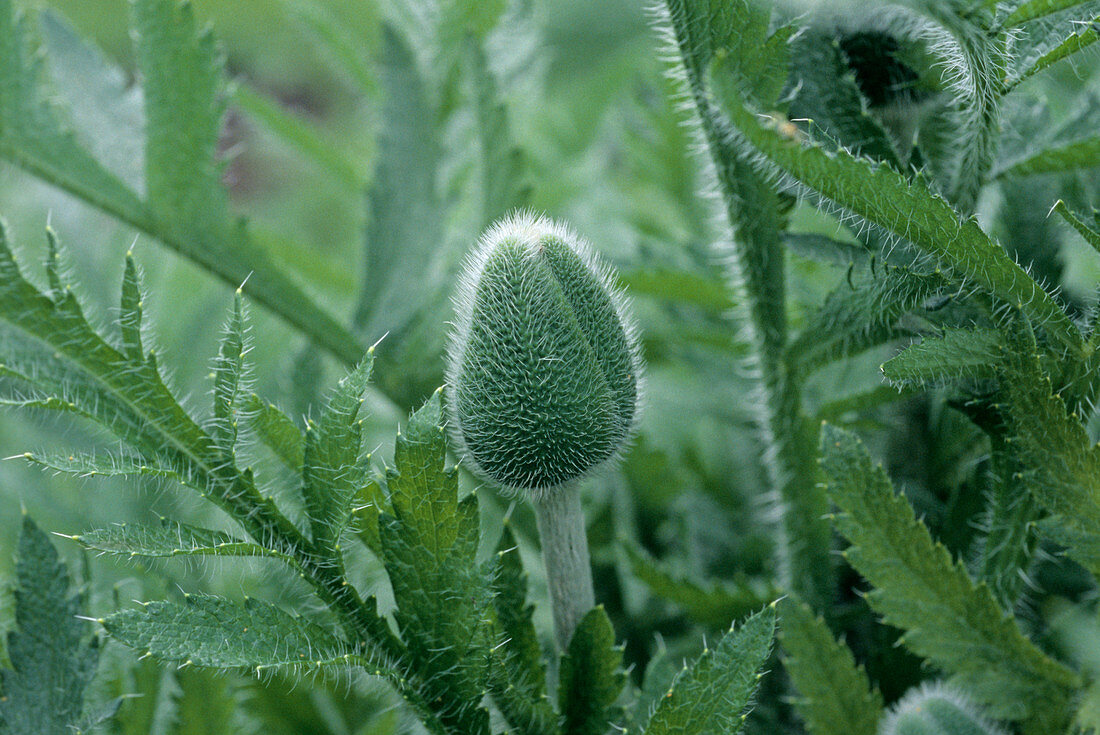 Poppy (Papaver pseudo-orientale)