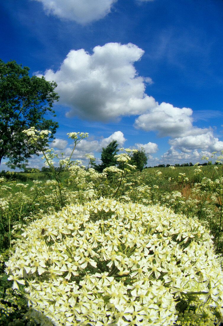 Hogweed