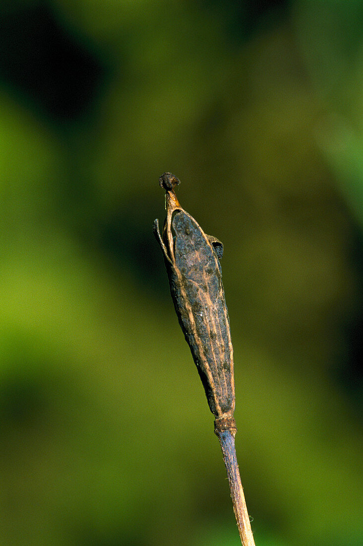 Cranesbill seedhead