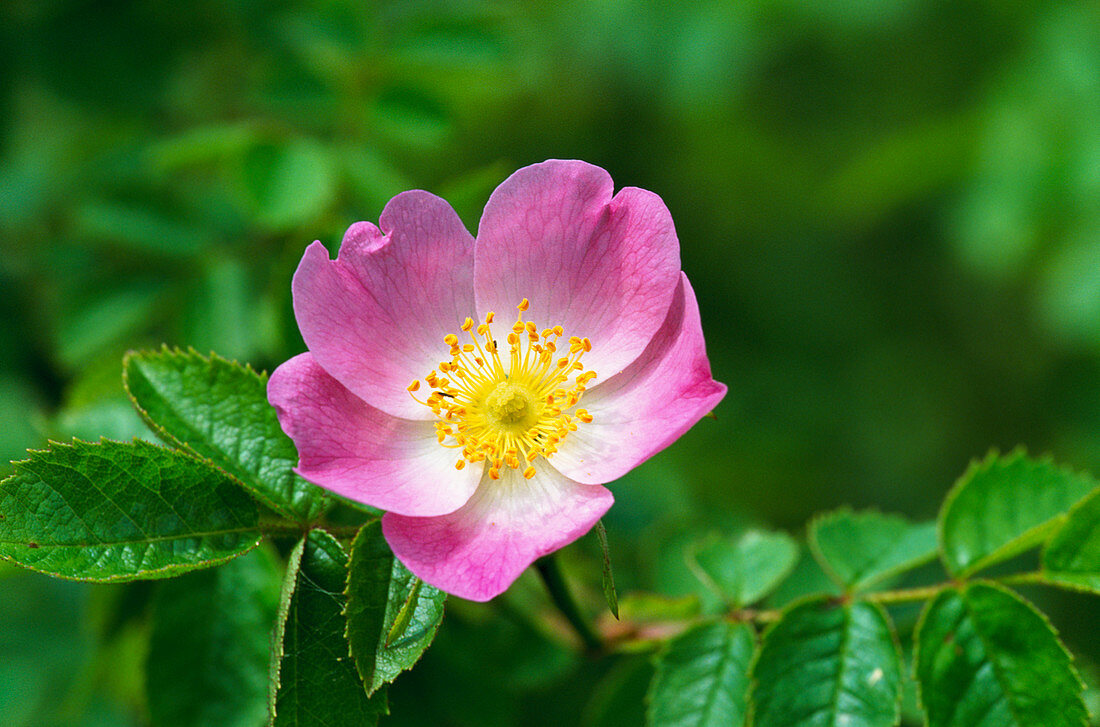 Rose 'Sweet Briar' flower