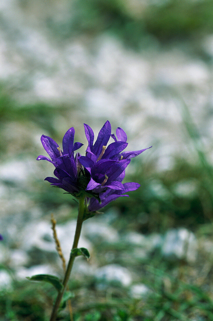 Clustered bellflower