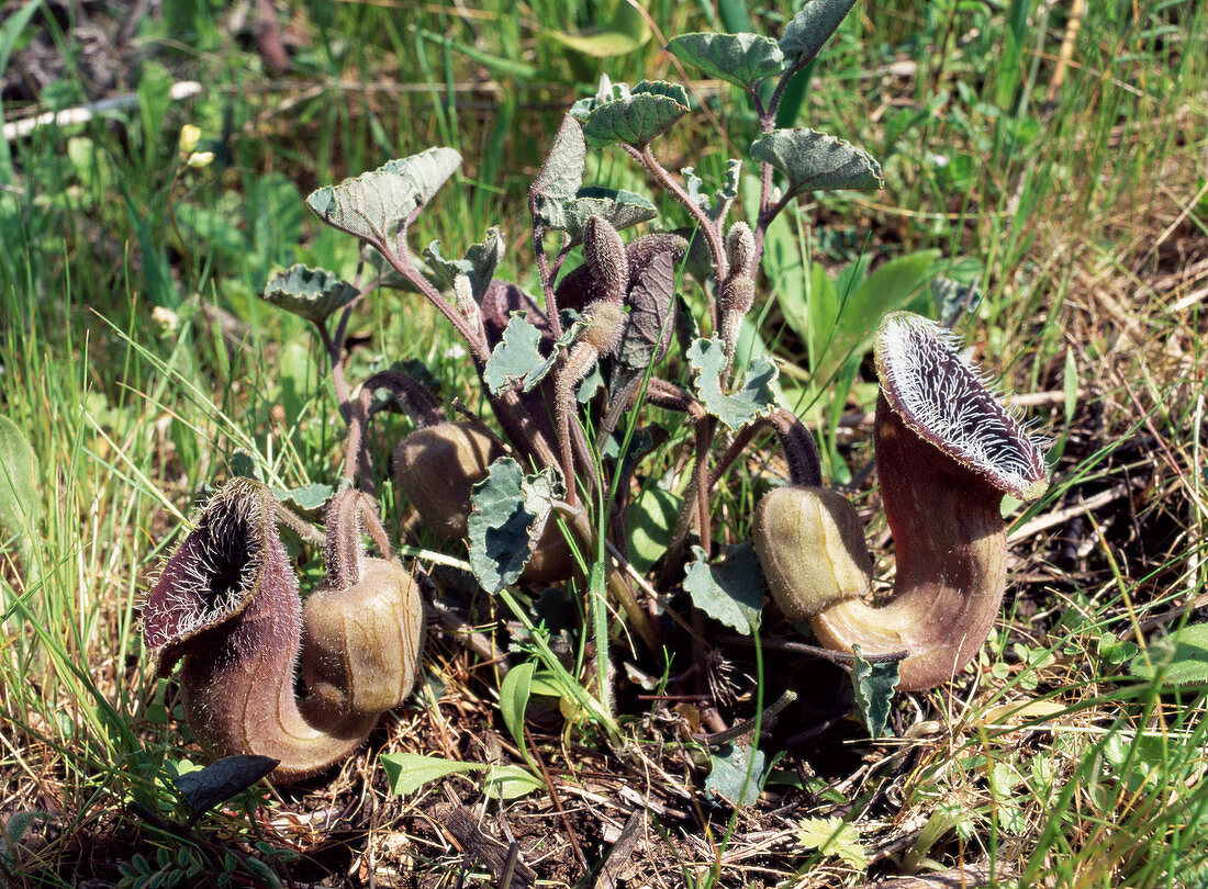 Dutchman's pipe plant