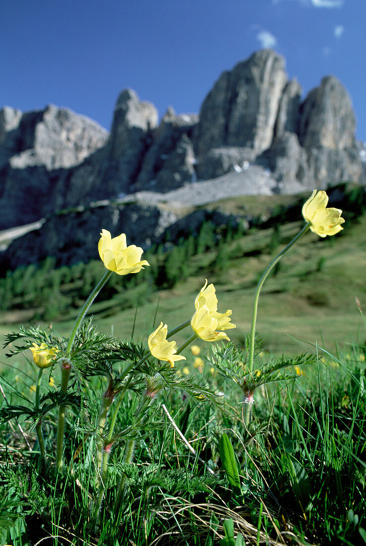 Yellow pasque flowers