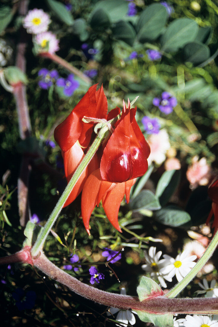Sturt's desert pea flower
