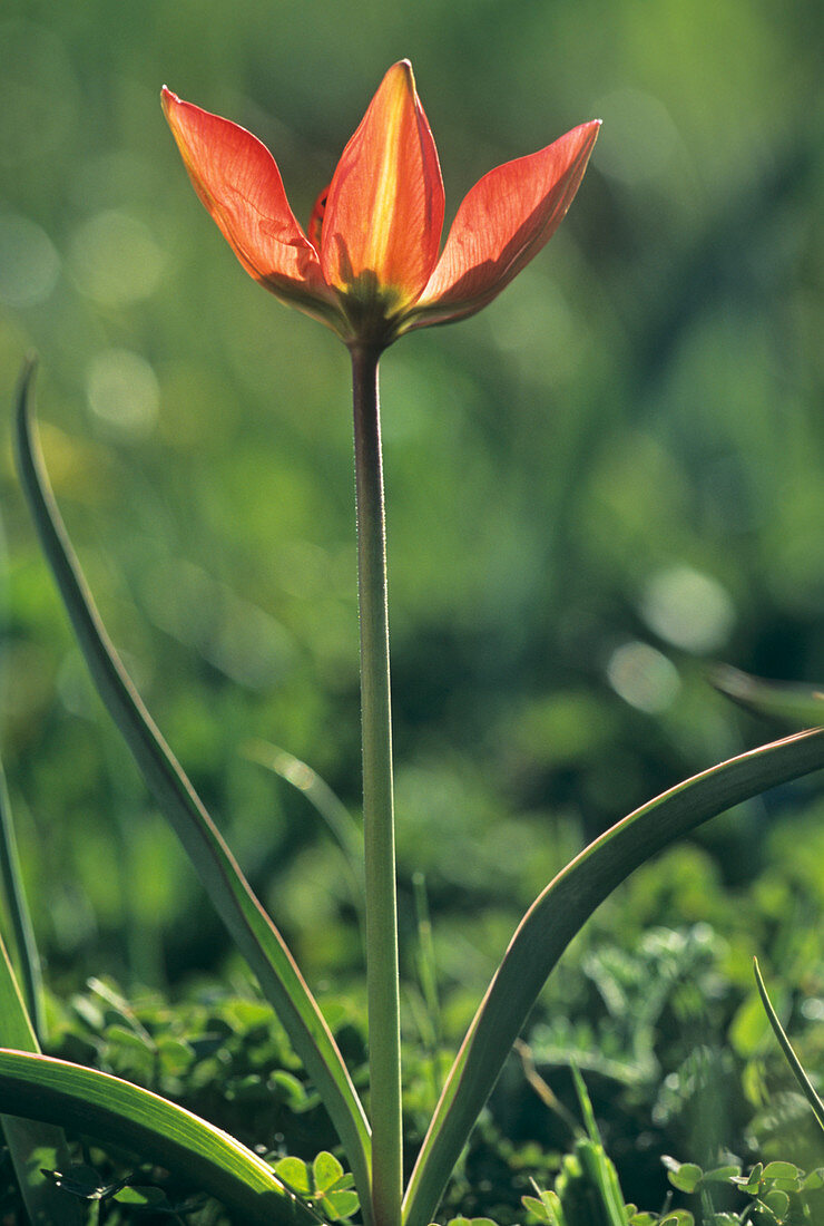 Wild tulip (Tulipa doerfleri)