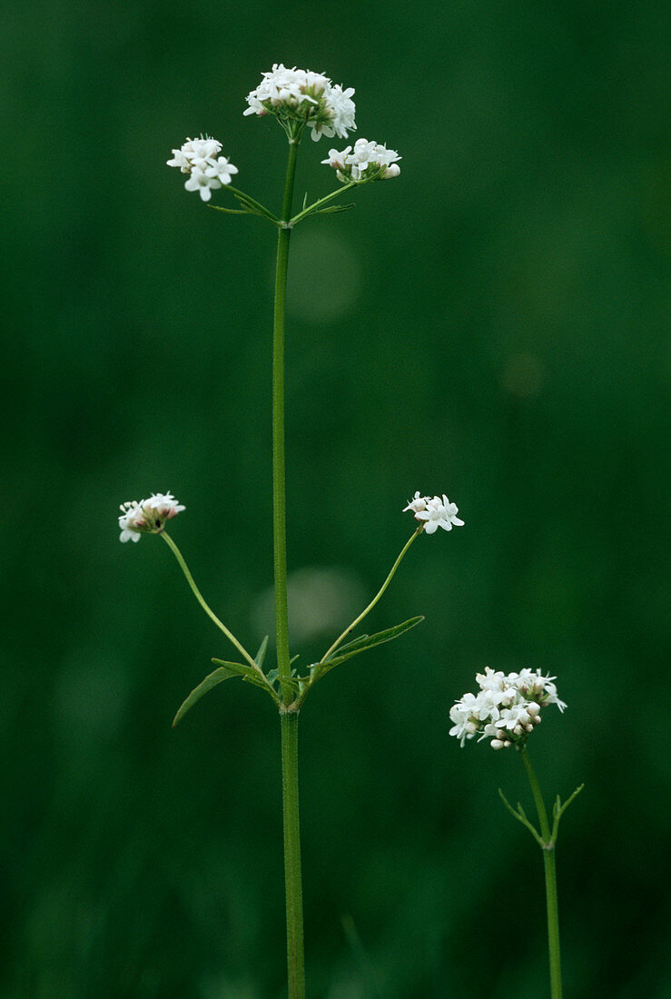 Marsh valerian flowers (Valerian dioica)