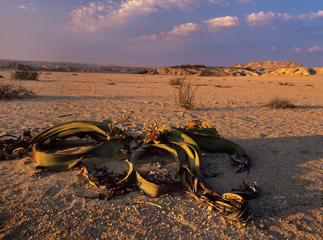 Welwitschia mirabilis