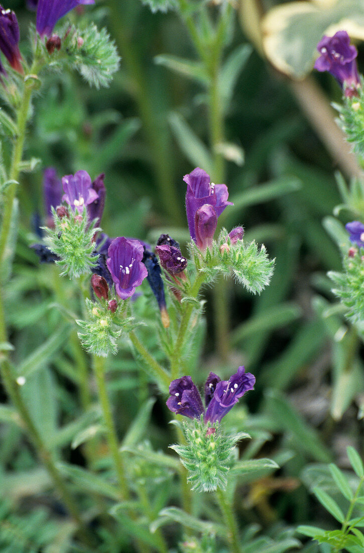 Purple viper's bugloss flowers
