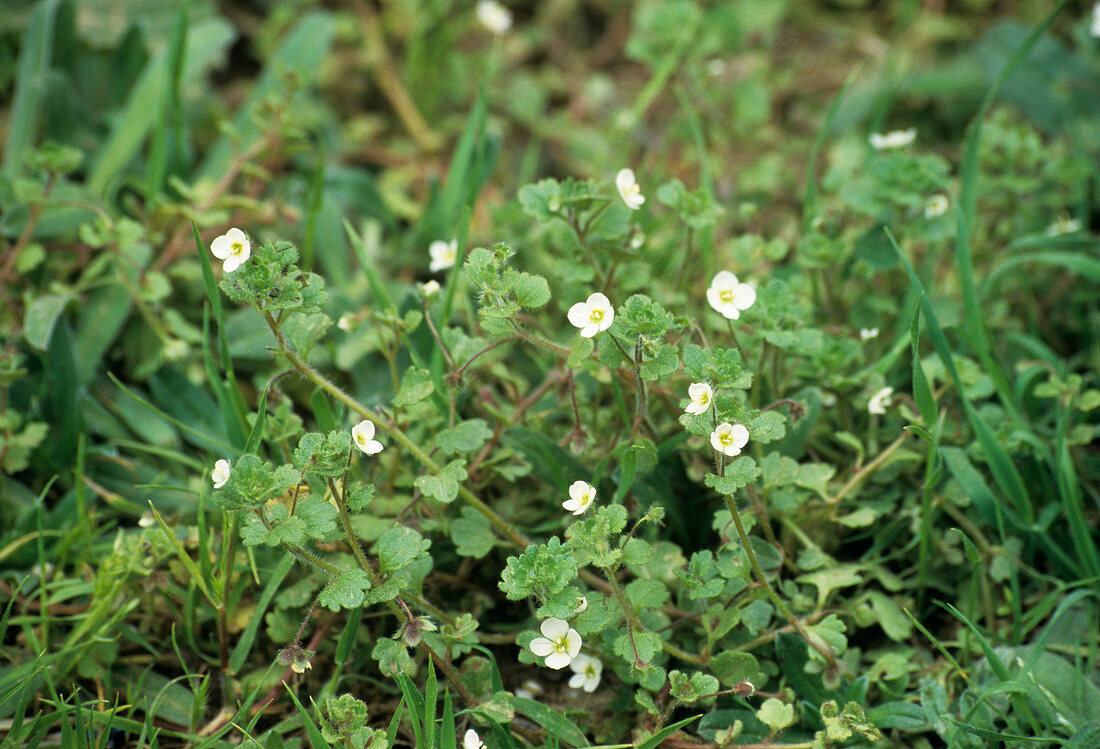 Cymbalaria-leaved speedwell flowers