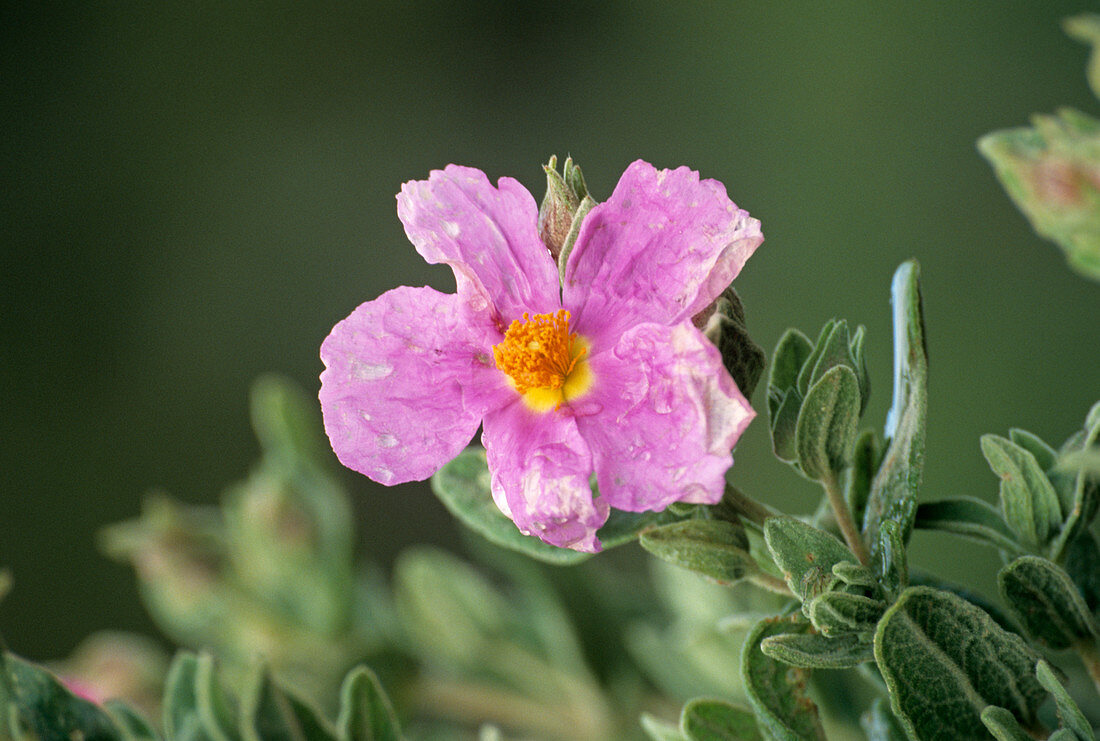 Grey-leaved cistus flower