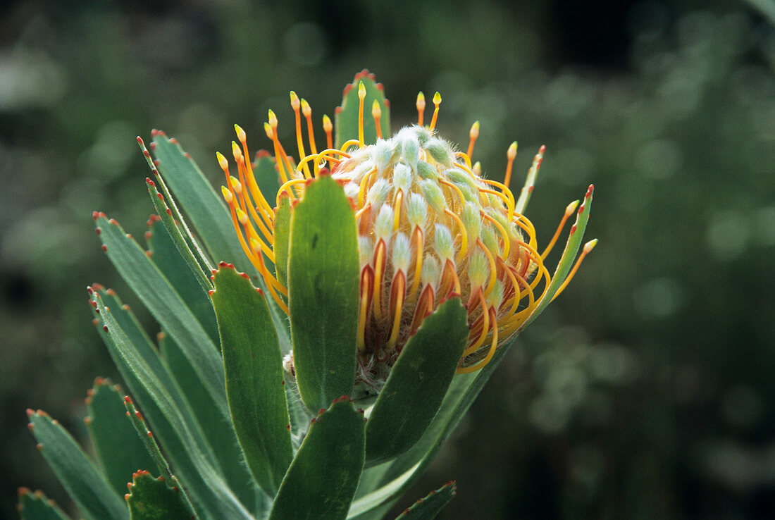 Mossel Bay pincushion flower