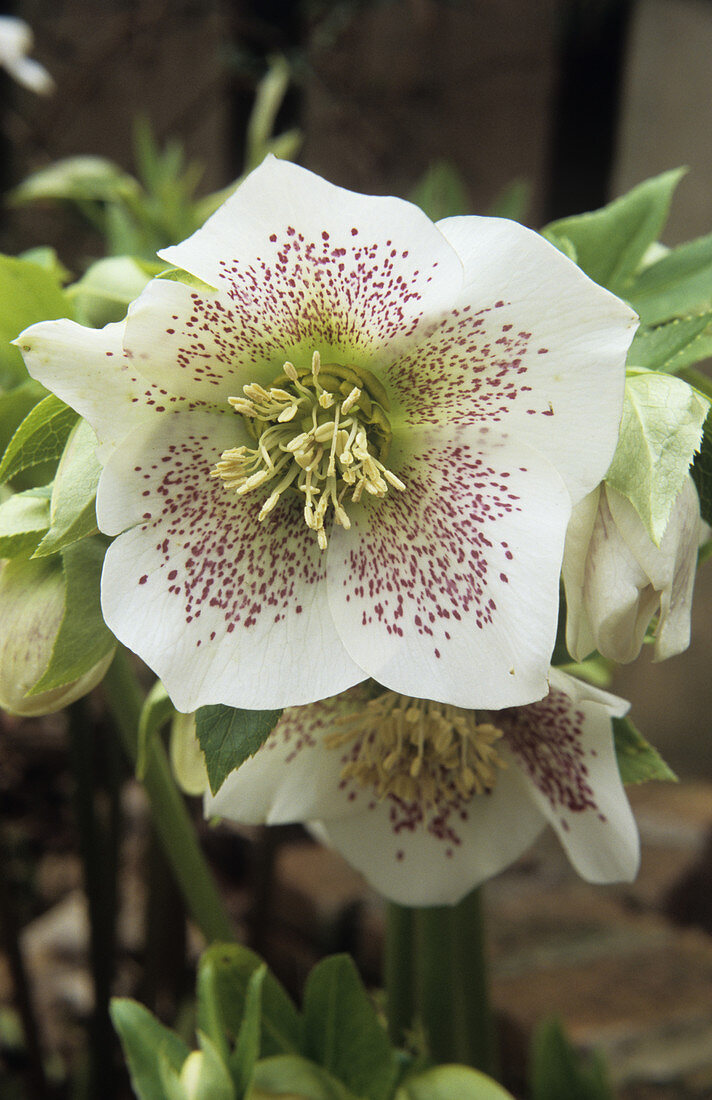Hellebore 'Ashwood Hybrid' flower
