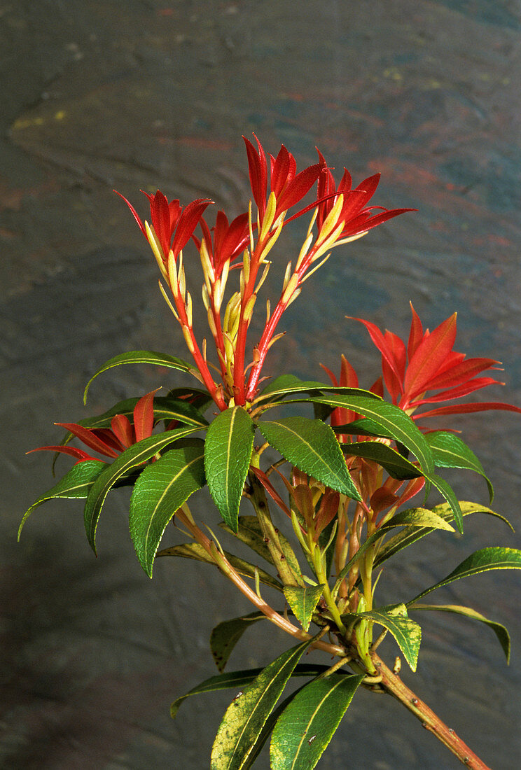 Pieris 'Forest Flame' flowers