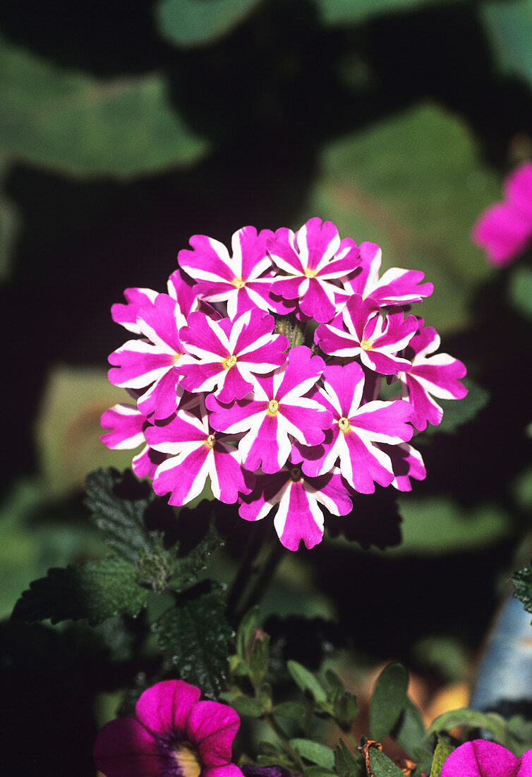 Verbena 'Violet Star' flowers
