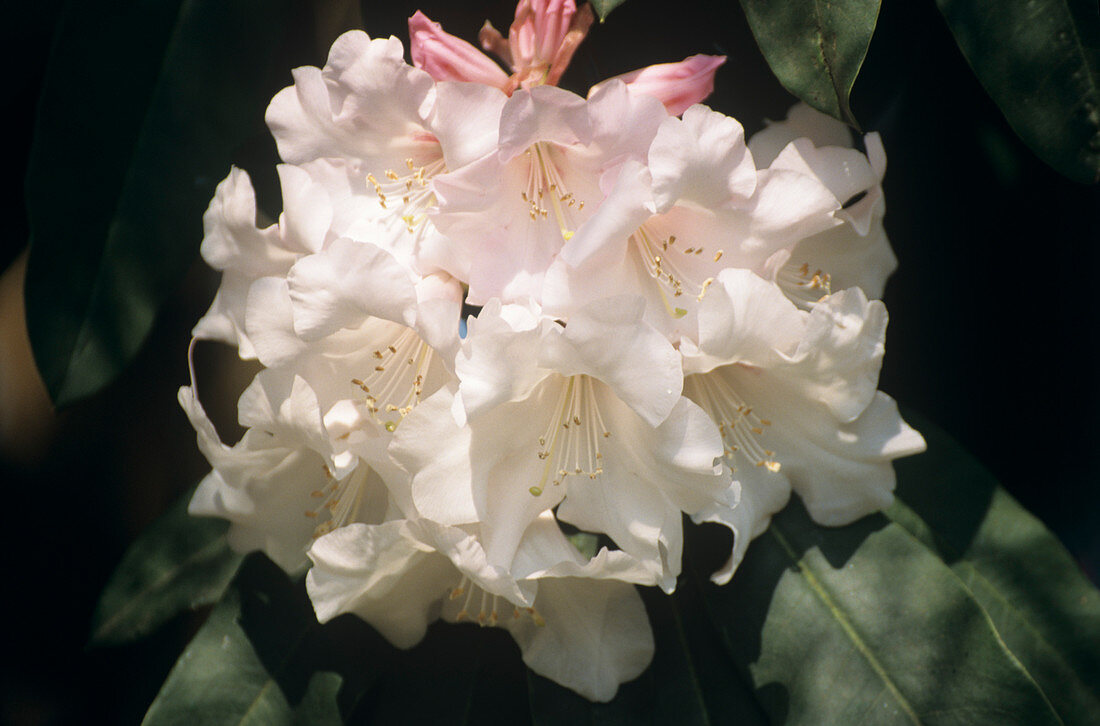 Rhododendron 'White Glory' x 'Georgetta'