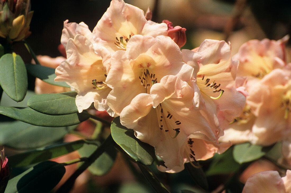 Rhododendron 'Carita Inchmerry'