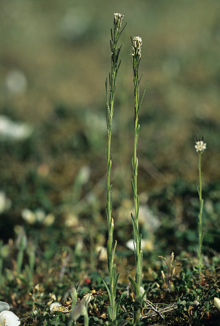 Hairy rockcress flowers (Arabis hirsuta)