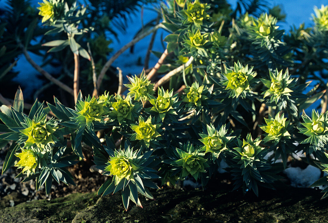 Spurge flowers (Euphorbia pontica)