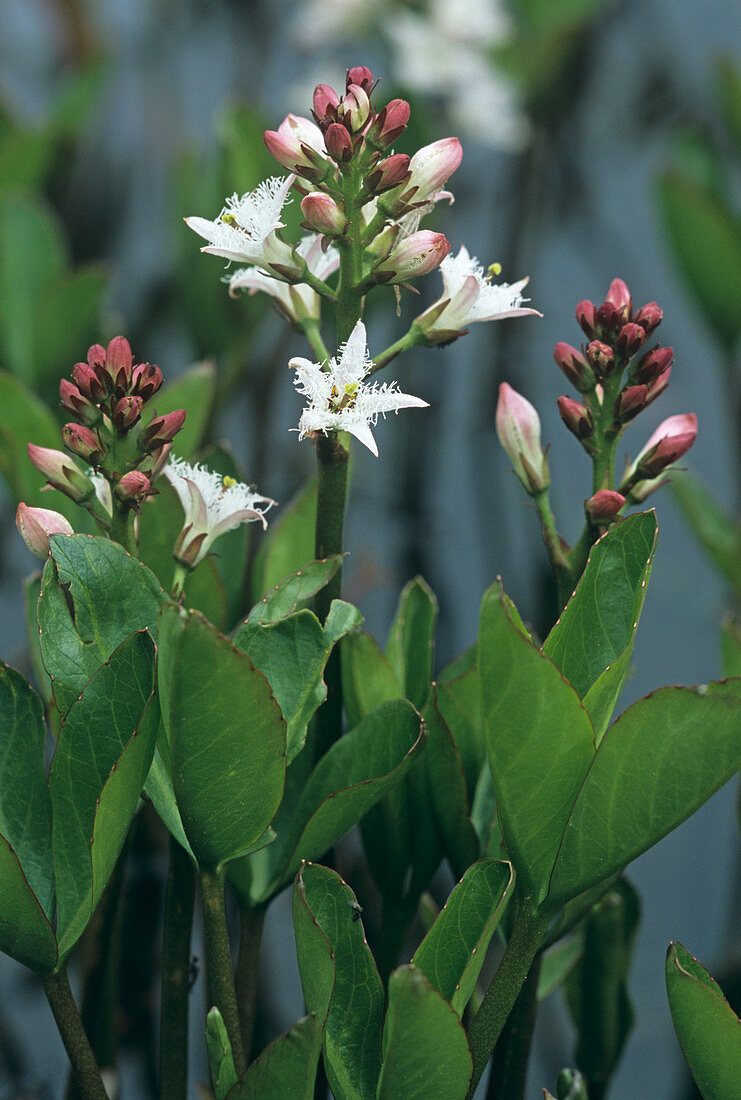 Bogbean flowers (Menyanthes trifoliata)