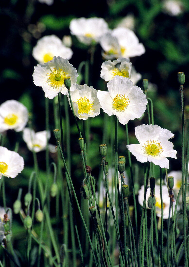 Amur poppies (Papaver amurense)