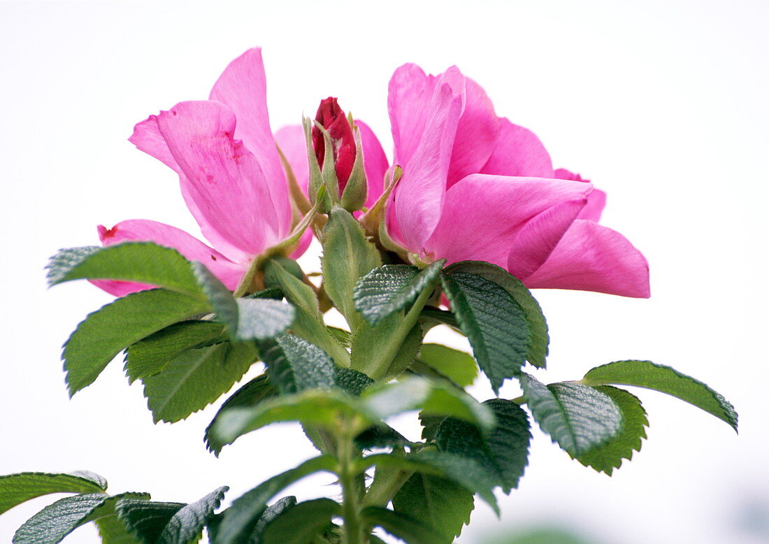 Rosa rugosa flowers