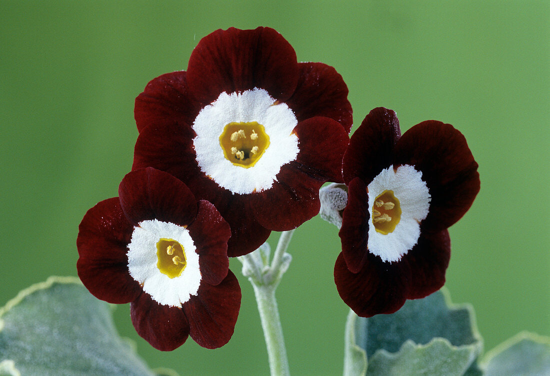 Show auricula 'Old Red Elvet' flowers