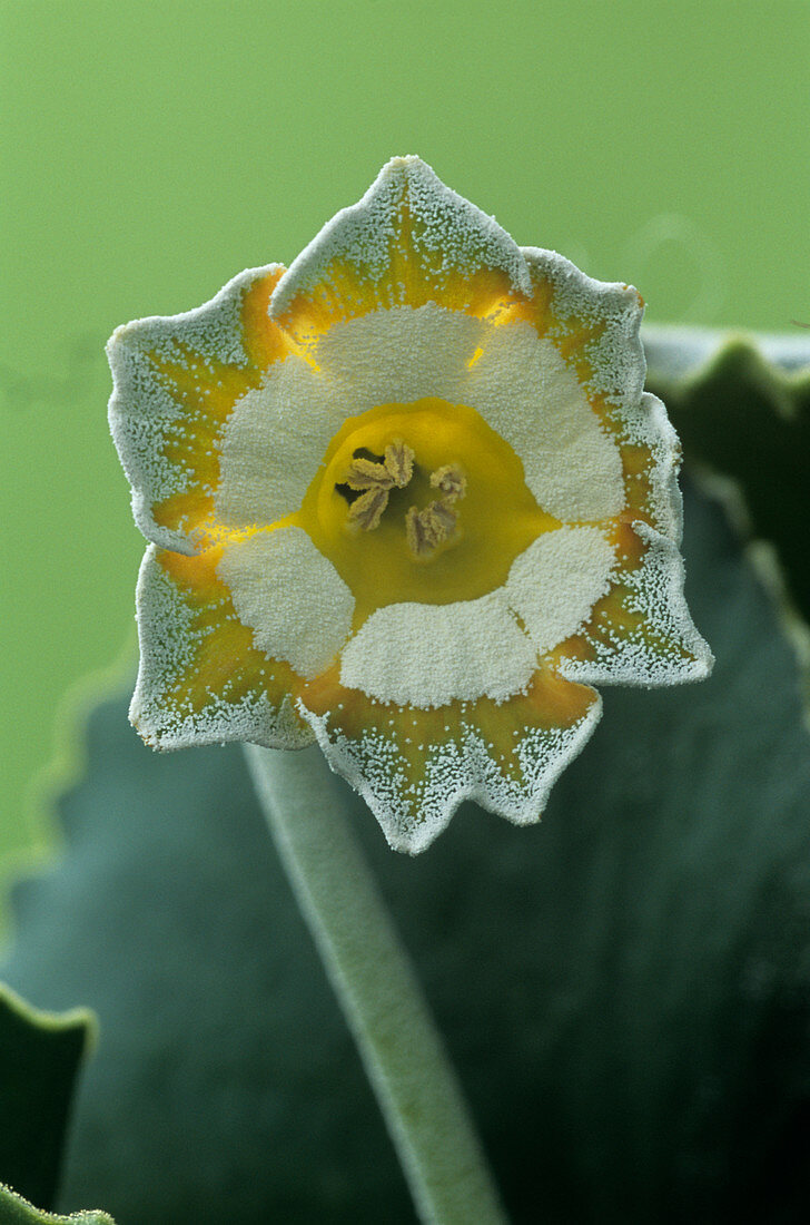 Show auricula 'Greenpeace' flower