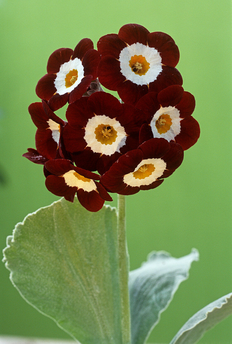 Show auricula 'Cheyenne' flowers