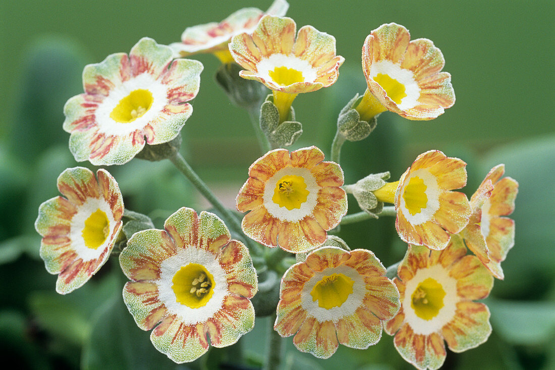 Show auricula 'Lord Saye en Sele' flowers