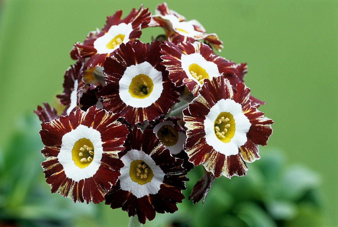 Show auricula 'Mazeta Stripe' flowers